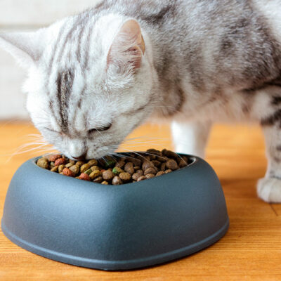 Natural Remedies and Diet Tips for Cats with Diabetes Mellitus