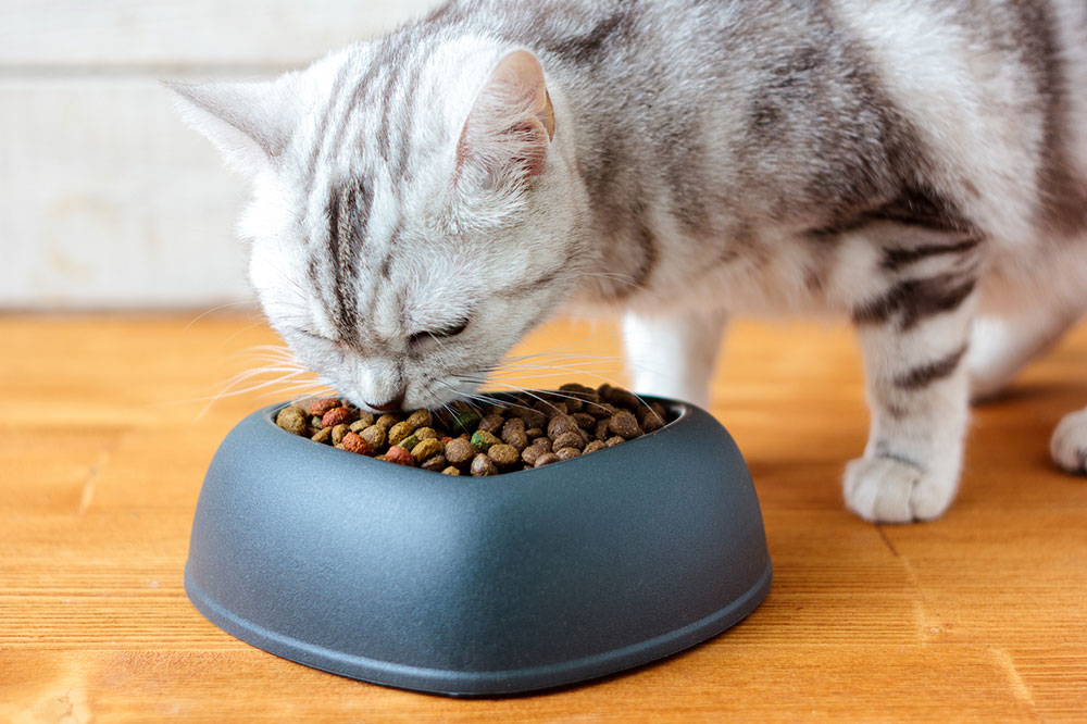 Natural Remedies and Diet Tips for Cats with Diabetes Mellitus