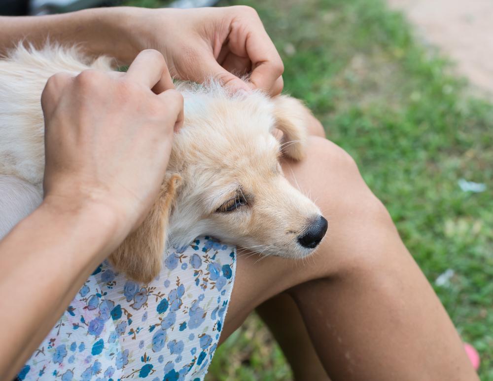 Dog Fleas And Ticks Bites &#8211; Symptoms And Treatment