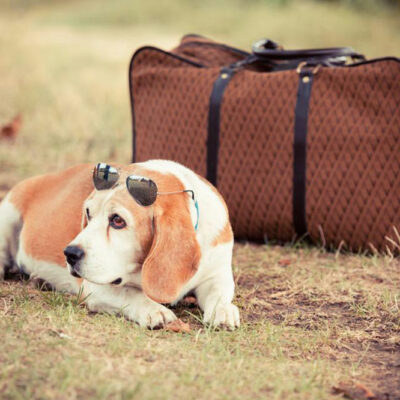 Tips to enjoy traveling with your pet