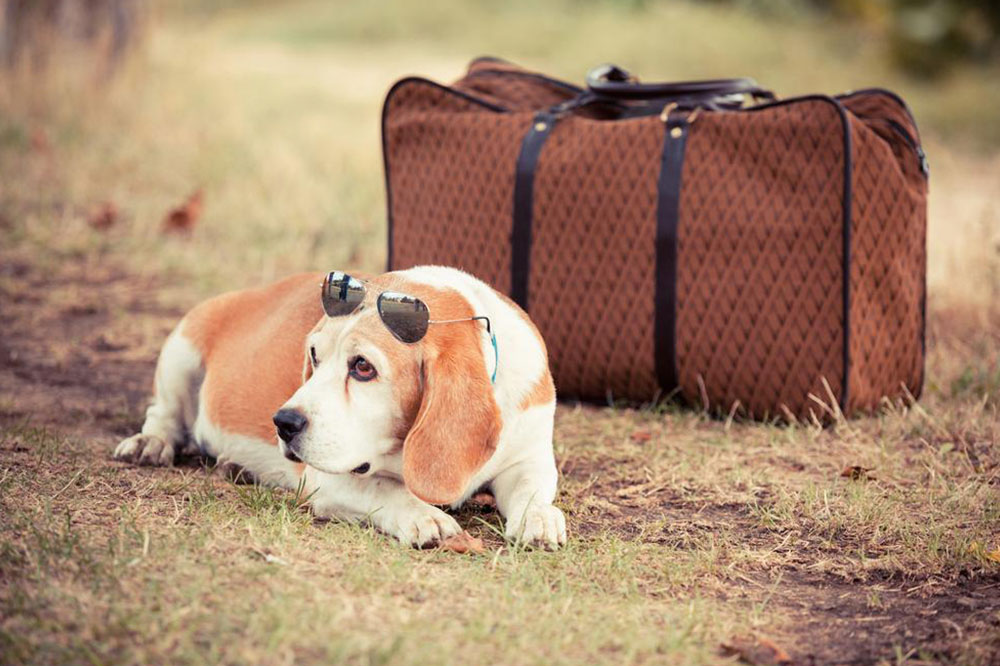 Tips to enjoy traveling with your pet