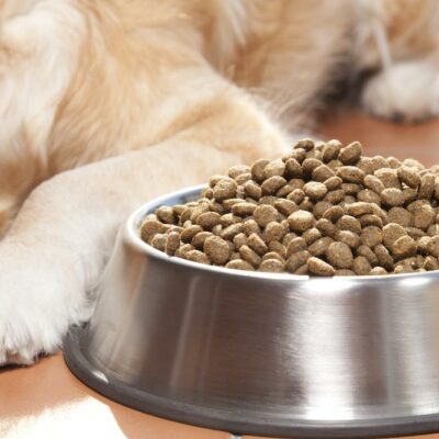 11 Symptoms of Food Allergies in Cats and their Triggers