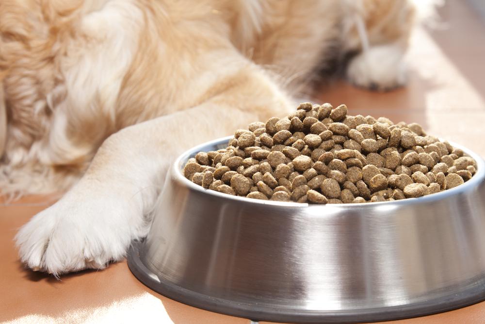 11 Symptoms of Food Allergies in Cats and their Triggers