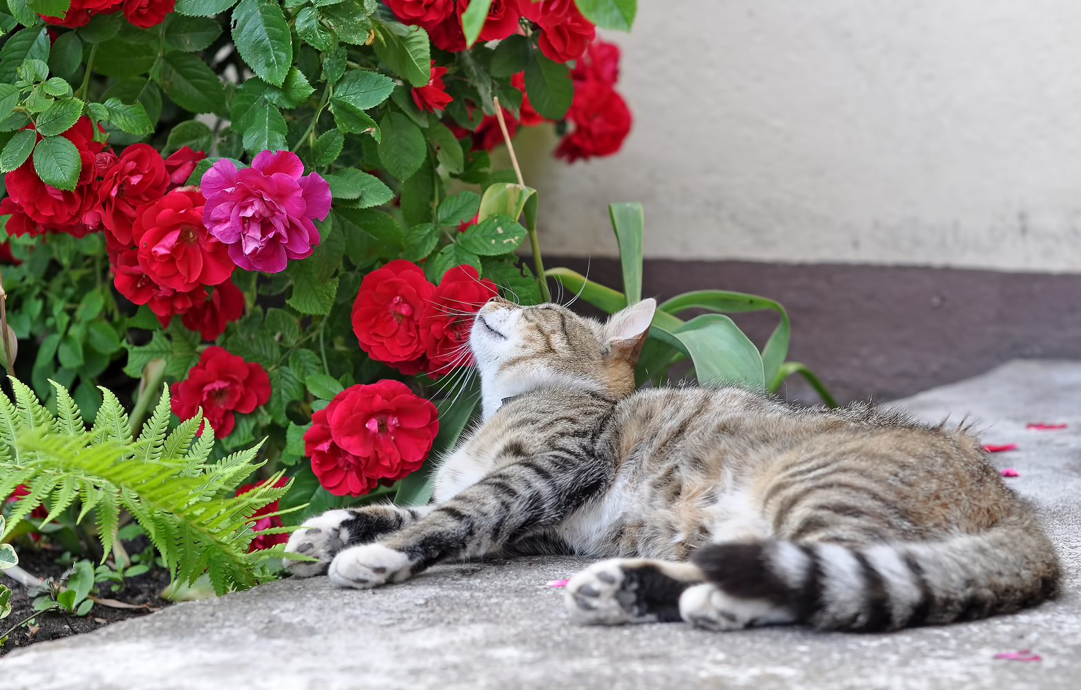 4 Houseplants that are Poisonous for Cats